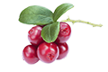 Cranberry Fruit